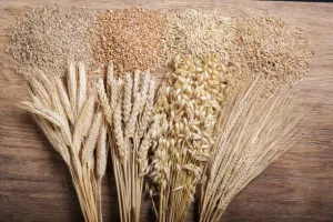 What is Wheat Free Means?